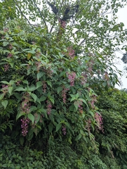 Oxyspora paniculata, photograph (c) Sagnik Dutta Roy, some rights reserved (CC BY)