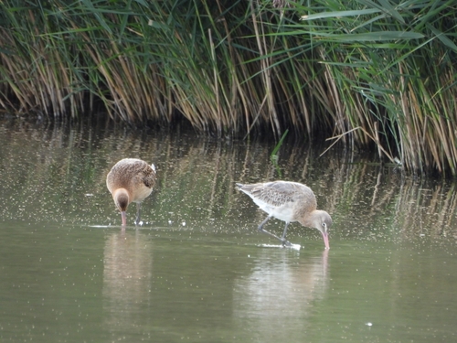 Black-tailed Godwit