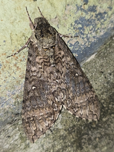 Manduca diffissa