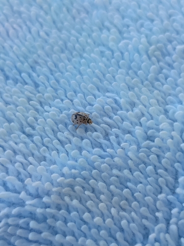 Oenopia doublieri