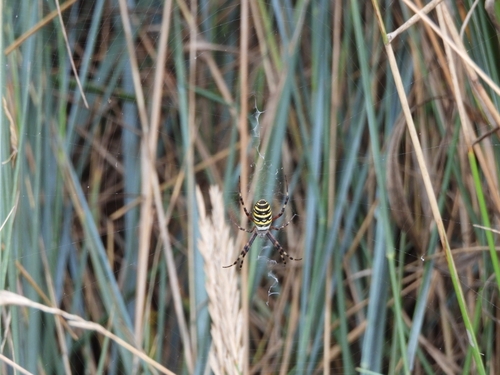 Wasp Spider