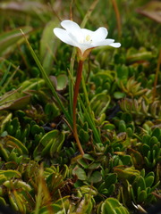 Epilobium pernitens