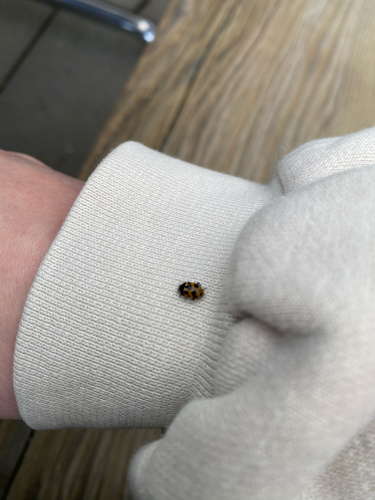 Notated Lady Beetle