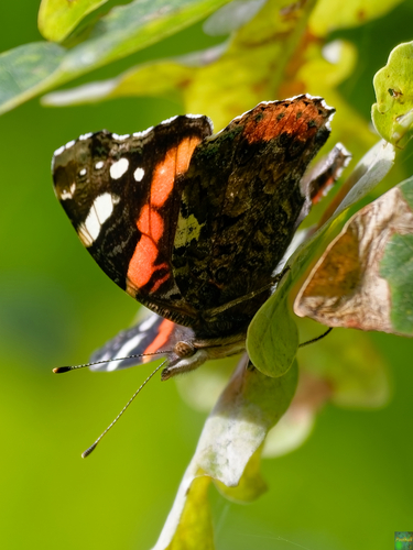 Red Admiral