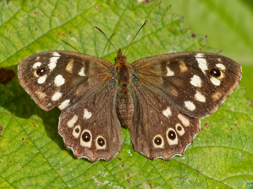 Speckled Wood