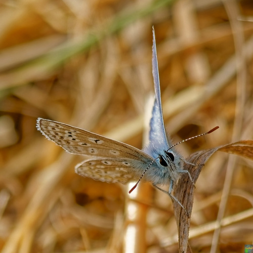 Common Blue