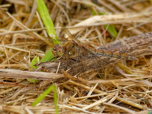 Common Darter