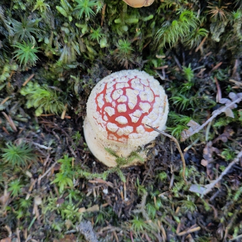 Fly Agaric