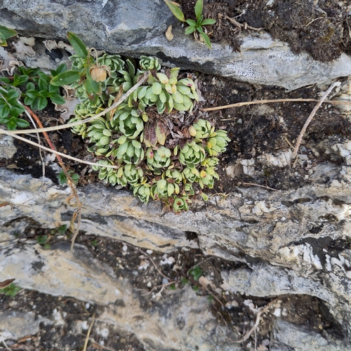 Livelong Saxifrage