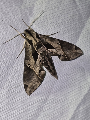 Eumorpha analis
