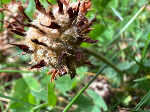 Strawberry clover