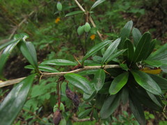 Berberis trigona