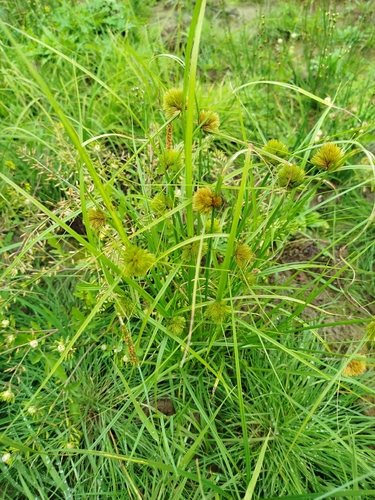 Bohemian Sedge