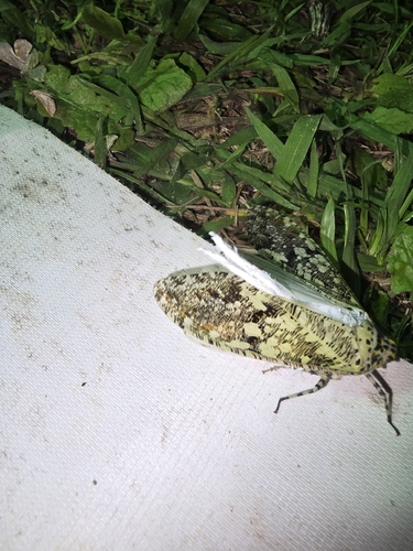 Phenax variegata