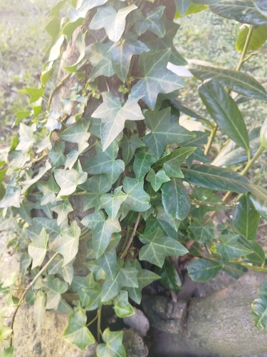 common ivy