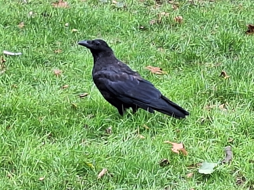 Carrion Crow