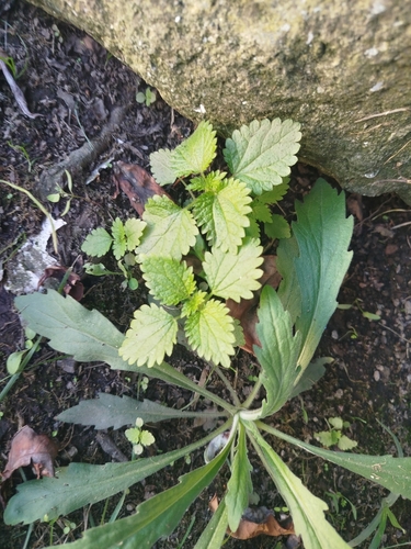 Dwarf Nettle