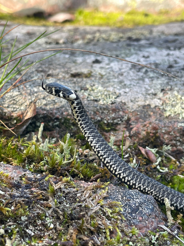 grass snake