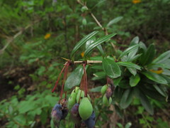 Berberis trigona
