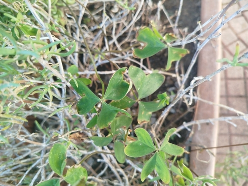 Garden pink-sorrel