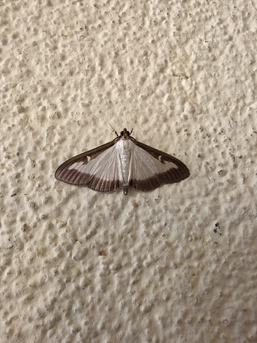 Box Tree Moth