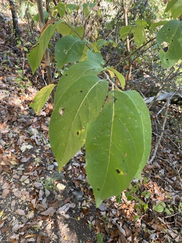 American persimmon