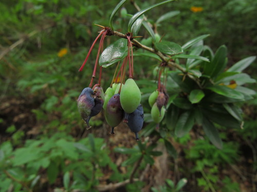 Berberis trigona, photograph 6