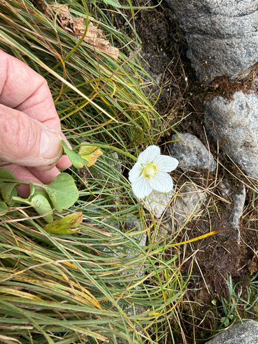marsh grass-of-Parnassus