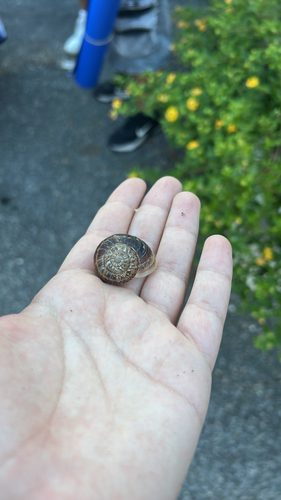 Chocolate-band Snail
