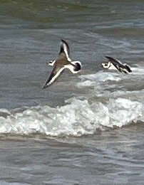 Common Ringed Plover