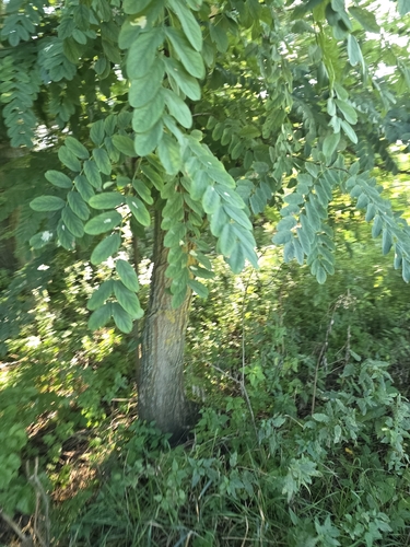 black locust