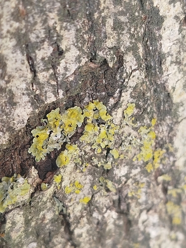 Common Sunburst Lichen