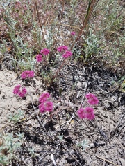 Chorizanthe douglasii