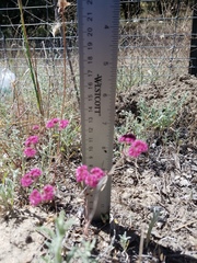 Chorizanthe douglasii