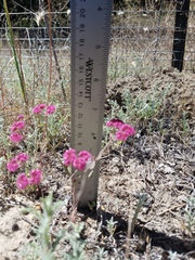 Chorizanthe douglasii