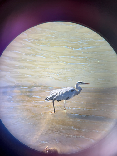 Grey Heron