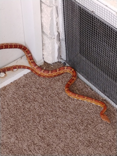 Red Cornsnake observed by atlasgrandma23