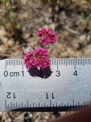 Chorizanthe douglasii