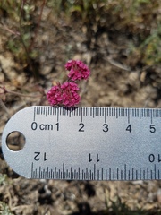 Chorizanthe douglasii