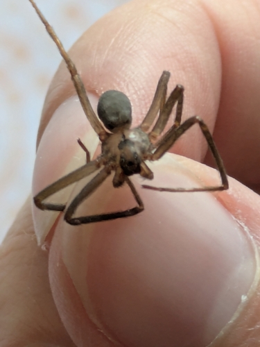 Brown Recluse
