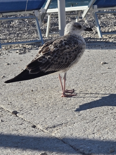 Yellow-legged Gull