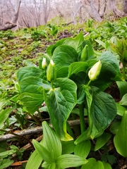 Trillium camschatcense