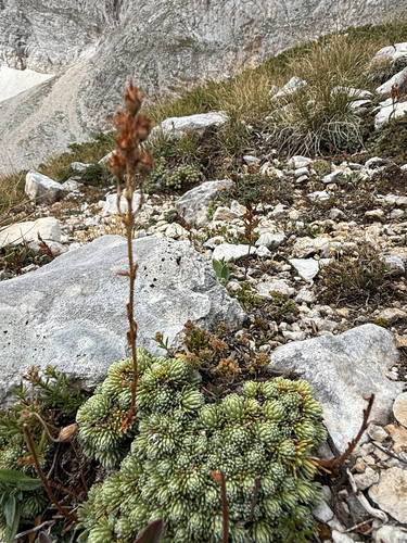 Saxifraga ferdinandi-coburgi