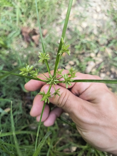 Cyperus ochraceus observed 2026-09-15