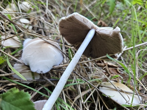 Pale Brittlestem