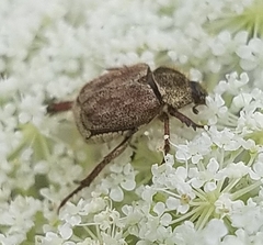 Hoplia dispar