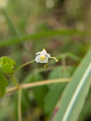 Cardiospermum halicacabum, photograph author not stated, no rights reserved