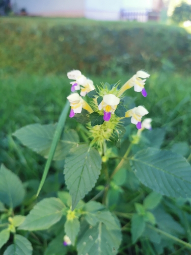 Large-flowered Hemp-nettle