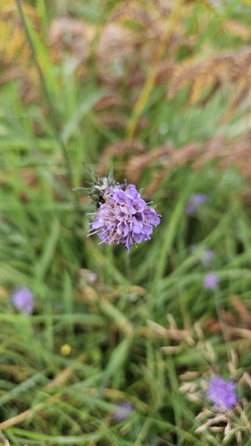 Devil's-bit Scabious