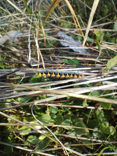 Oak Eggar